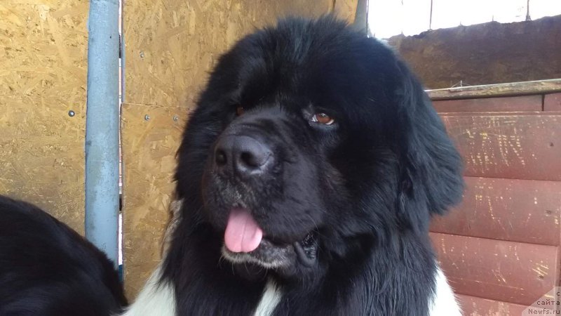 Фото: ньюфаундленд Vargas de la Massa Armando (Варгас Де Ла Масса Армандо)