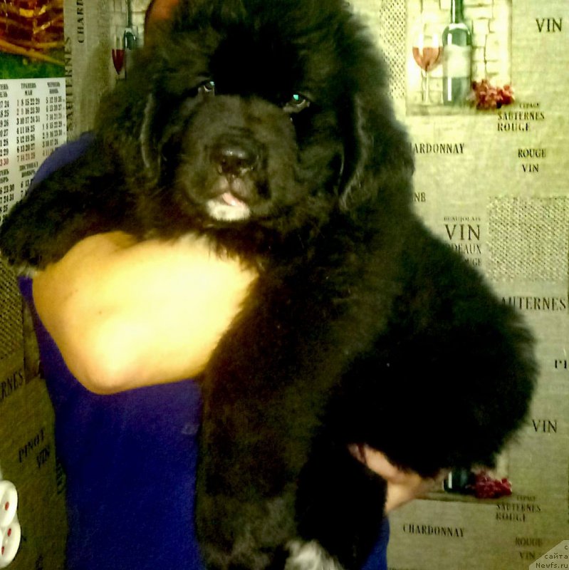 Фото: ньюфаундленд Kasper Gentle Friend Super Michka