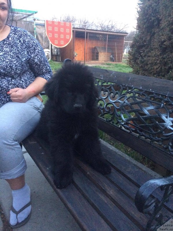 Фото: ньюфаундленд Kassia Princess of the Sea Super Mishka