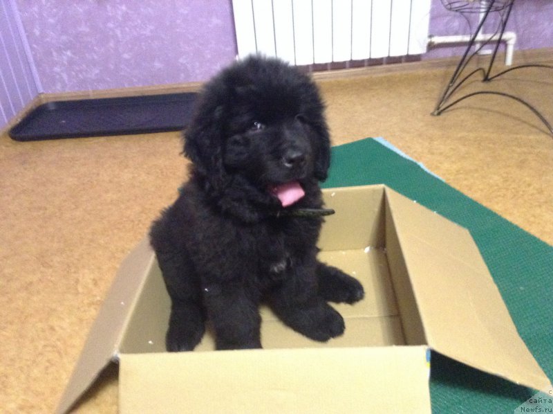 Фото: ньюфаундленд Ideal Taste of Victory (Идеал Тейст оф Виктори)