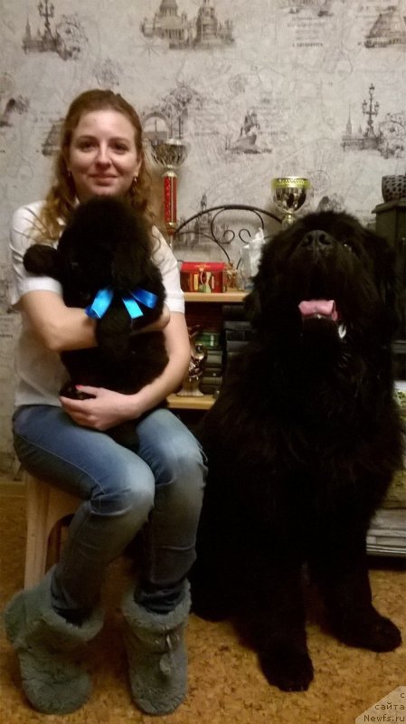 Фото: ньюфаундленд Ideal Taste of Victory (Идеал Тейст оф Виктори), ньюфаундленд Matvey s Berega Dona (Матвей с Берега Дона), Viktoriya Nescheret (Виктория Нещерет)