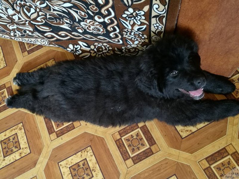 Фото: ньюфаундленд Kameron Boyce Super Mishka