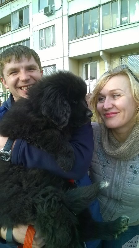 Фото: ньюфаундленд Kamilla Cute Flower Super Mishka