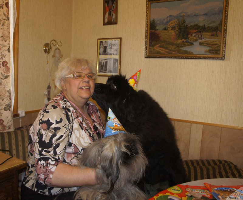 Фото: Galina Saryicheva (Галина Сарычева), ньюфаундленд Skippers Only You for Smigar