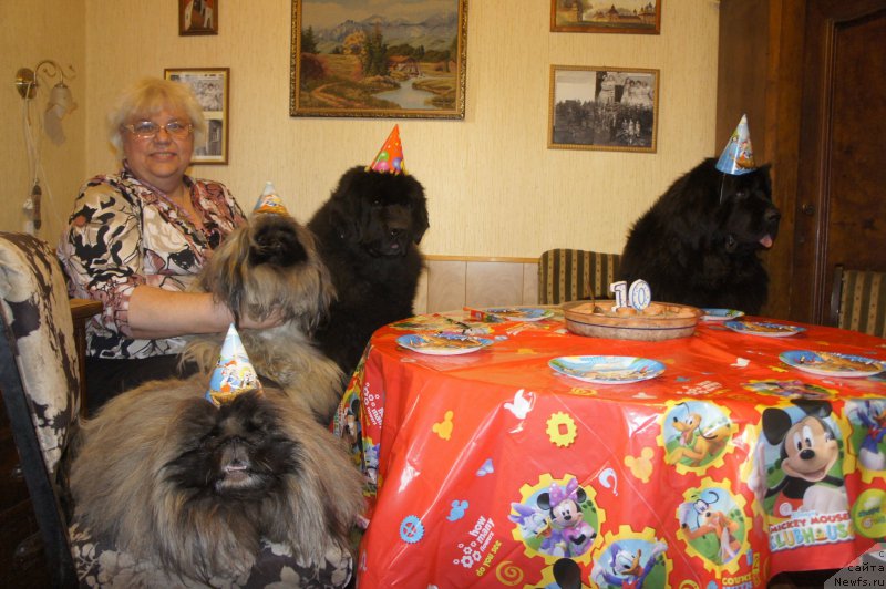 Фото: Galina Saryicheva (Галина Сарычева), ньюфаундленд Skippers Only You for Smigar, ньюфаундленд Love Inside Your Soul Moon Bear (Love Inside Your Soul Moon Bear), и наши пекинесы