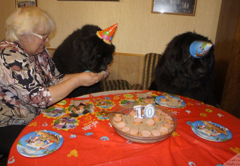 Фото: Galina Saryicheva (Галина Сарычева), ньюфаундленд Skippers Only You for Smigar, ньюфаундленд Love Inside Your Soul Moon Bear (Love Inside Your Soul Moon Bear), и наши пекинесы