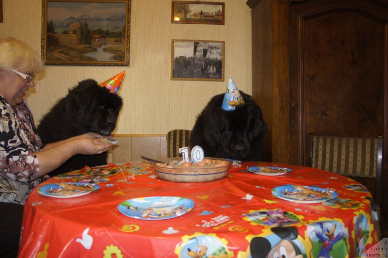 Фото: Galina Saryicheva (Галина Сарычева), ньюфаундленд Skippers Only You for Smigar, ньюфаундленд Love Inside Your Soul Moon Bear (Love Inside Your Soul Moon Bear)