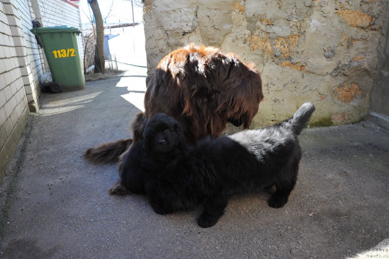 Фото: ньюфаундленд Hohotushka s Berega Dona (Хохотушка с Берега Дона), ньюфаундленд Anariyel' Luchik Udachi (Анариэль Лучик Удачи), ньюфаундленд Anfisa Zvezda Parmyi (Анфиса Звезда Пармы)