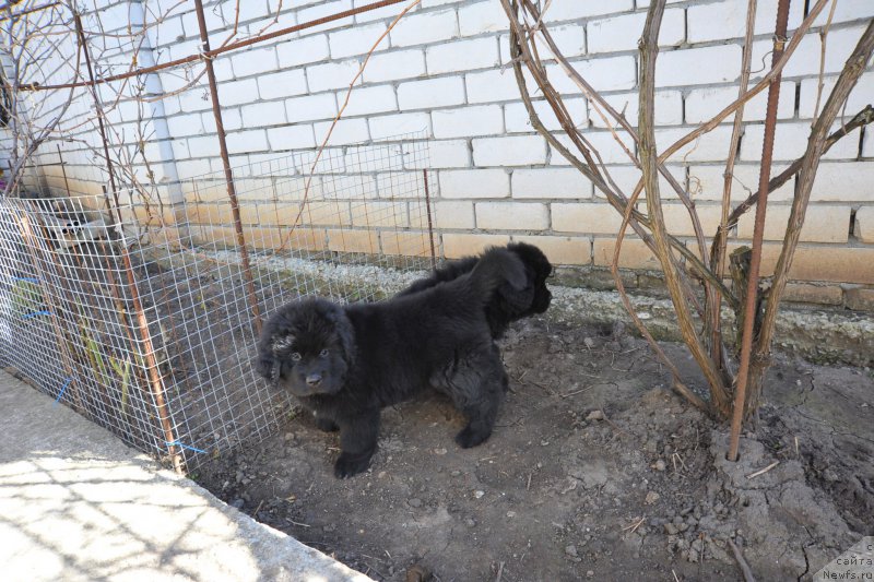 Фото: ньюфаундленд Anariyel' Luchik Udachi (Анариэль Лучик Удачи)