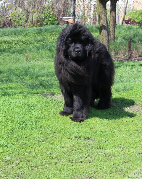 Фото: ньюфаундленд J-Little Miss Sunshine Mister Newf