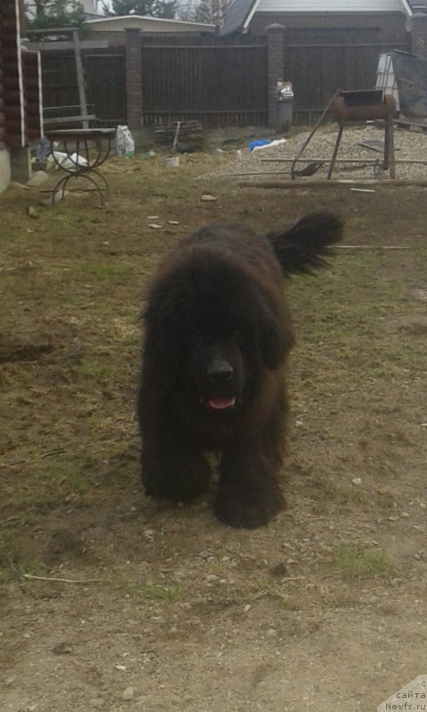 Фотография № 223367