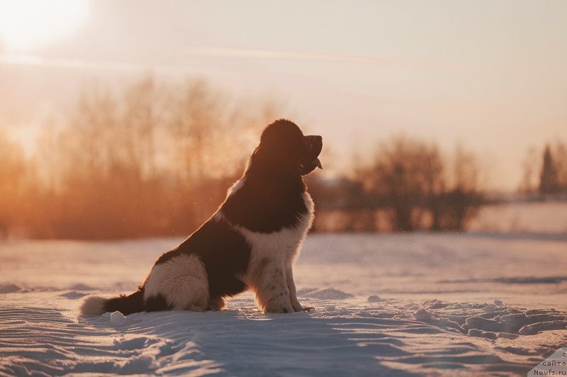 Фотография № 223375