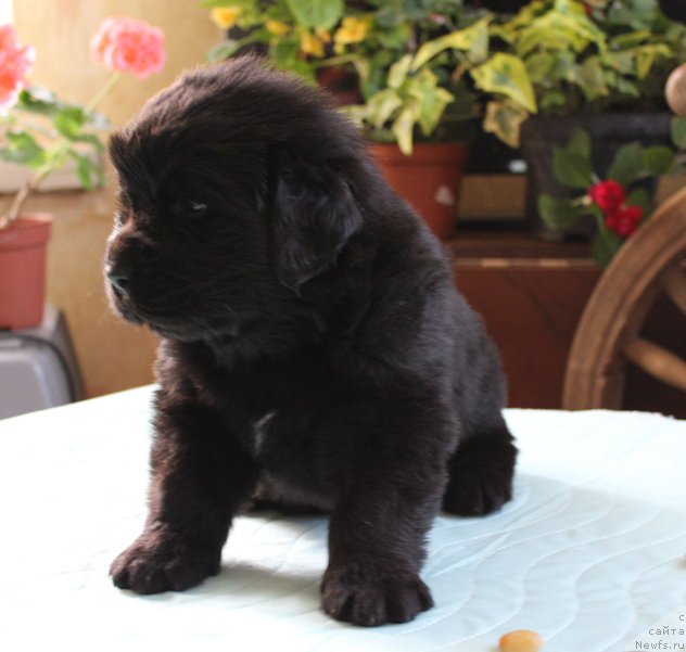 Фото: ньюфаундленд J-Little Miss Sunshine Mister Newf