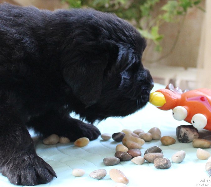 Фото: ньюфаундленд J-Little Miss Sunshine Mister Newf