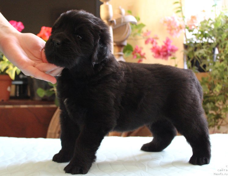 Фото: ньюфаундленд J-Little Miss Sunshine Mister Newf