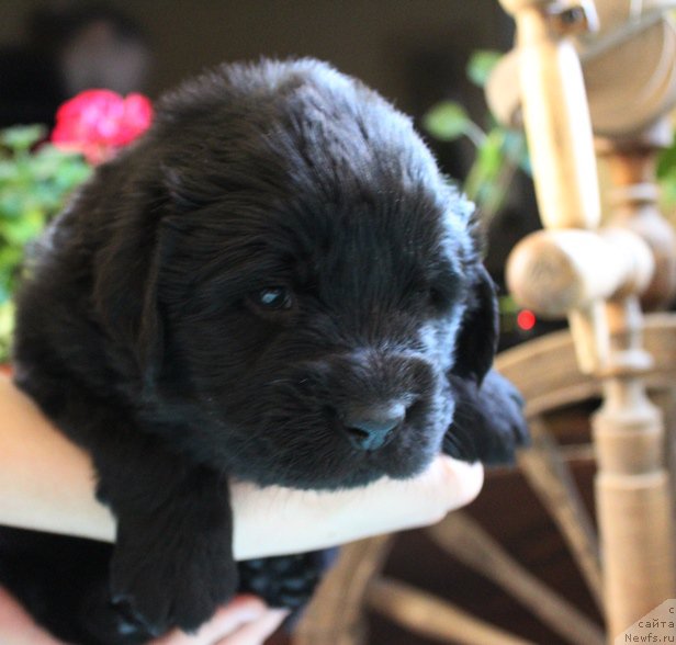 Фото: ньюфаундленд J-Little Miss Sunshine Mister Newf