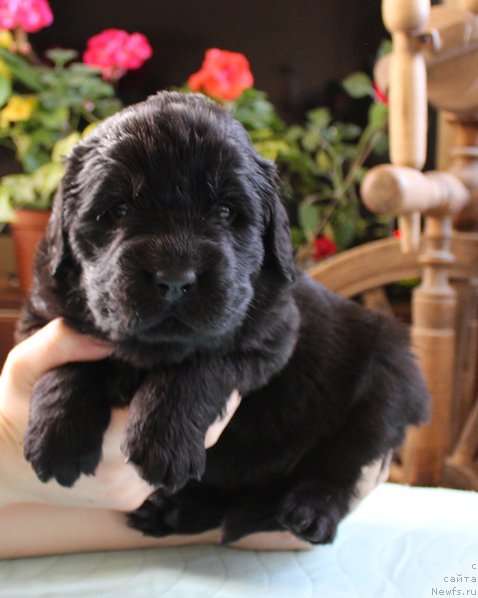 Фото: ньюфаундленд J-Little Miss Sunshine Mister Newf