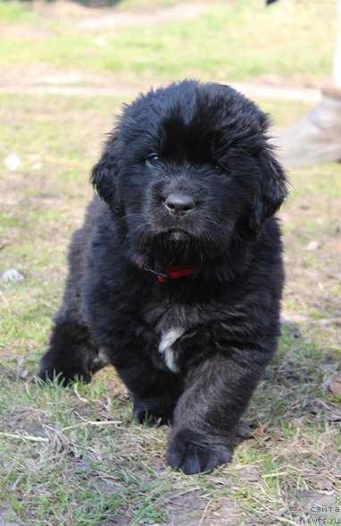 Фото: Помет 