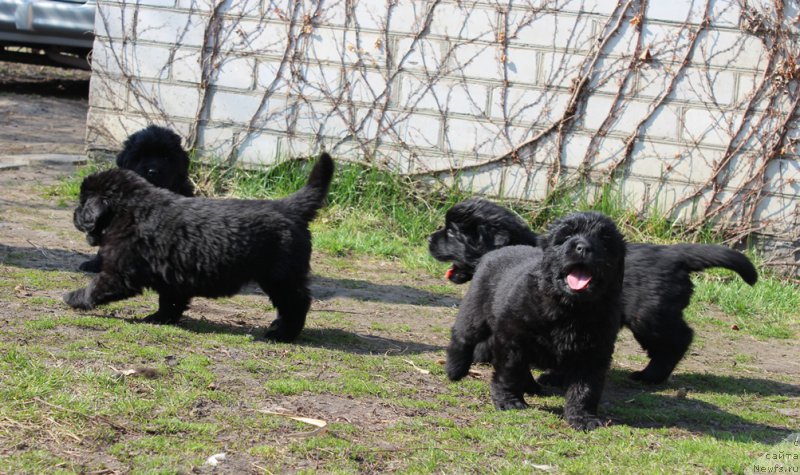 Фото: Гуляем. Помет 