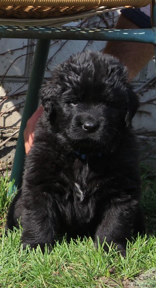 Фото: Первая прогулка. Помет 