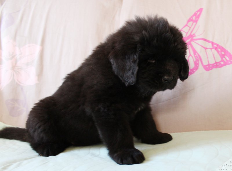 Фото: Мальчик, бордовая ленточка, помет 