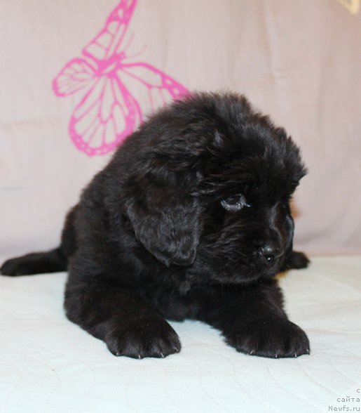 Фото: Девочка, желтая лента, помет 