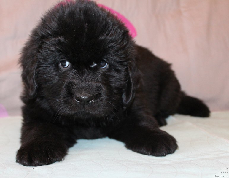 Фото: Девочка, синяя лента, помет 