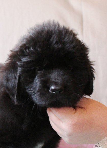 Фото: Девочка, черная лента, помет 