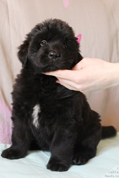 Фото: Девочка, черная лента, помет 