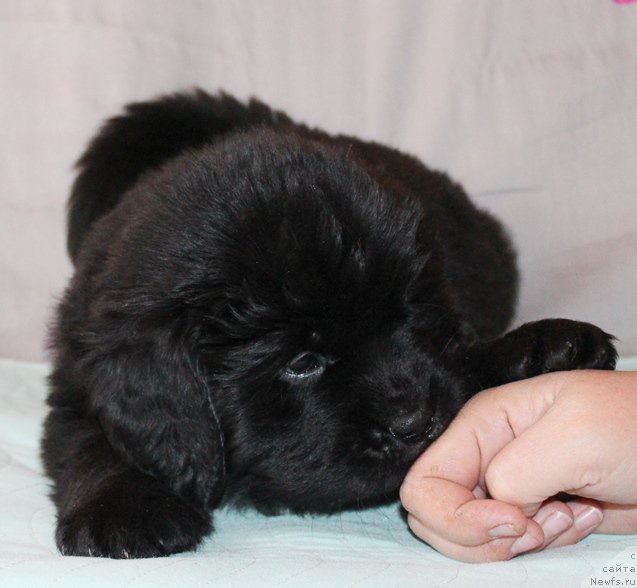 Фото: Девочка, черная лента, помет 