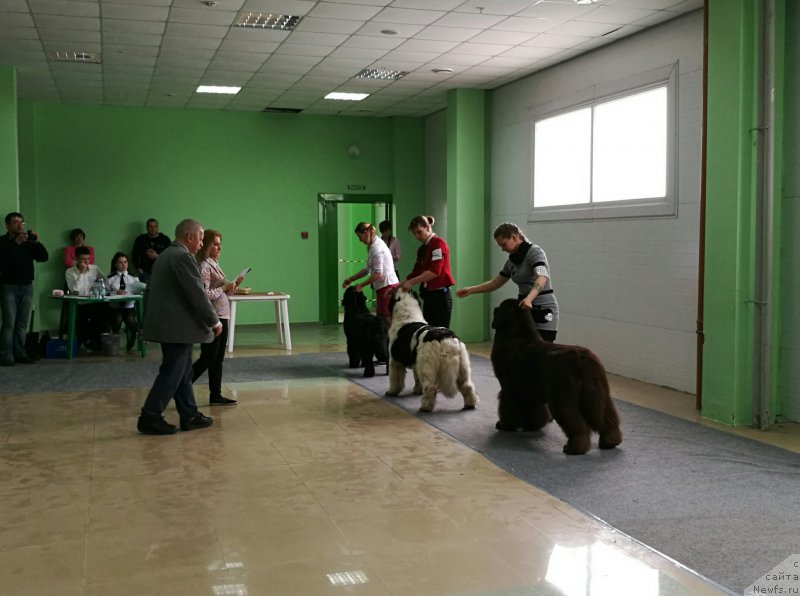 Фото: ньюфаундленд Sent Djons Cheerful Kolors of Life (Сент Джонс Чеерфул Колорс оф Лайф), ньюфаундленд Sent Djons Valentine’s Day (Сент Джонс Валентине'с Дей), ньюфаундленд Chernyi Sharm Angel'skaya Krasota (Черный Шарм Ангельская Красота)