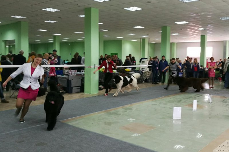 Фото: ньюфаундленд Sent Djons Cheerful Kolors of Life (Сент Джонс Чеерфул Колорс оф Лайф), ньюфаундленд Sent Djons Valentine’s Day (Сент Джонс Валентине'с Дей), ньюфаундленд Chernyi Sharm Angel'skaya Krasota (Черный Шарм Ангельская Красота)