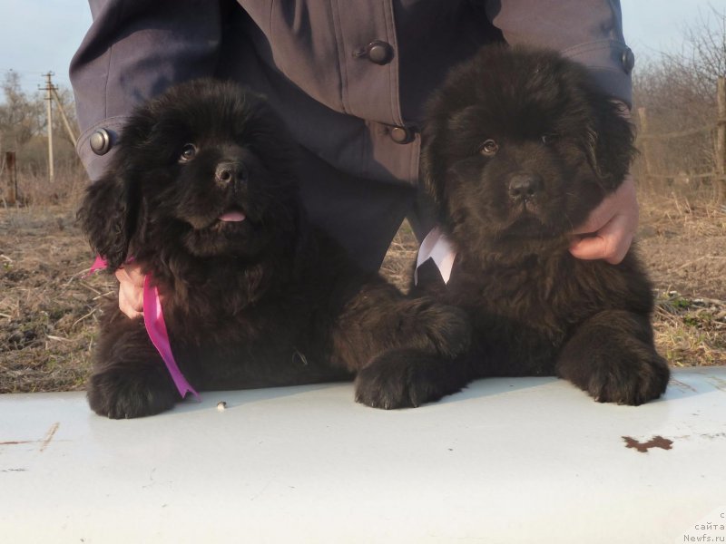 Фото: ньюфаундленд Imidja Bereginya (Имиджа Берегиня), ньюфаундленд Irada Slavnaya Doch' Matveya (Ирада Славная Дочь Матвея)