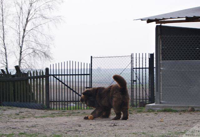 Фото: ньюфаундленд Brownblood MSK Armata Loyar Aid (Браунблад МСК Армата Лойар Аид)