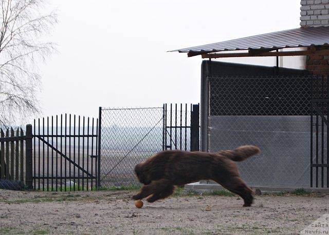 Фото: ньюфаундленд Brownblood MSK Armata Loyar Aid (Браунблад МСК Армата Лойар Аид)