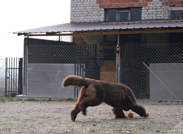 Фото: ньюфаундленд Brownblood MSK Armata Loyar Aid (Браунблад МСК Армата Лойар Аид)