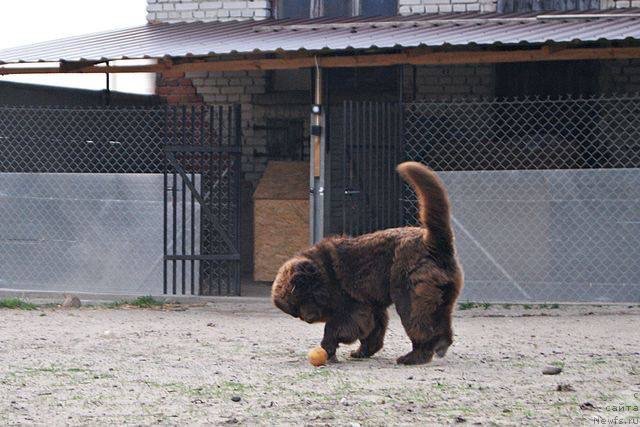 Фото: ньюфаундленд Brownblood MSK Armata Loyar Aid (Браунблад МСК Армата Лойар Аид)