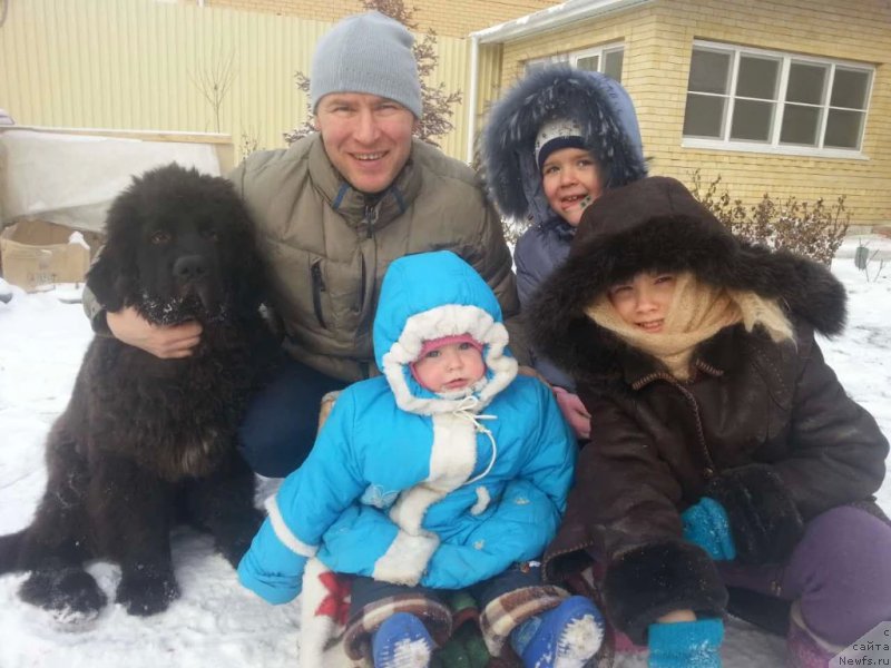 Фото: ньюфаундленд Chernaya Mafia Breaking The Law (Черная Мафия Бреакинг Тхе Лав)