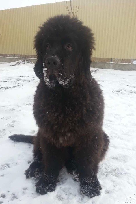 Фото: ньюфаундленд Chernaya Mafia Breaking The Law (Черная Мафия Бреакинг Тхе Лав)