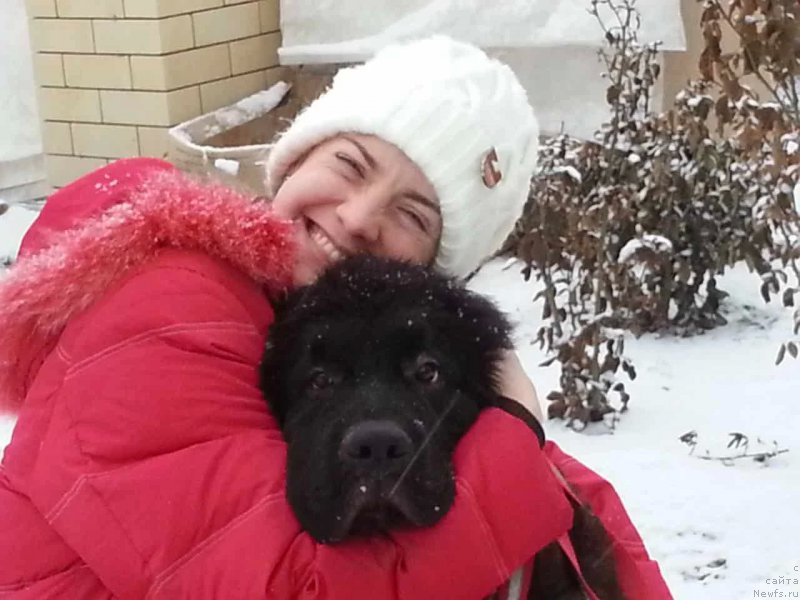 Фото: ньюфаундленд Chernaya Mafia Breaking The Law (Черная Мафия Бреакинг Тхе Лав)