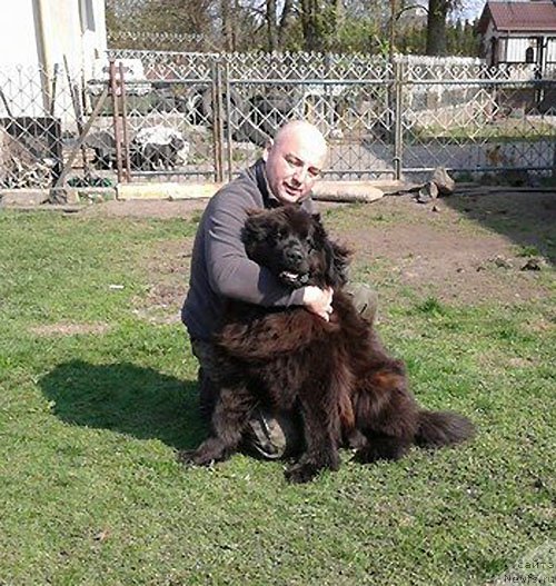 Фото: ньюфаундленд Zdravica s Berega Dona (Здравица с Берега Дона)