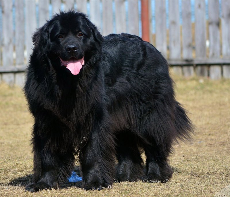 Фото: ньюфаундленд Russkaya Krasavica Nyura (Русская Красавица Нюра)
