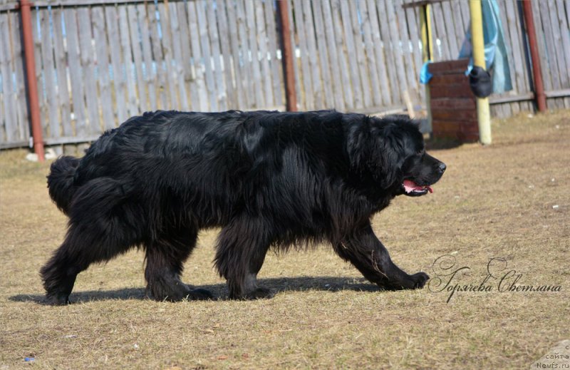 Фото: ньюфаундленд Russkaya Krasavica Nyura (Русская Красавица Нюра)