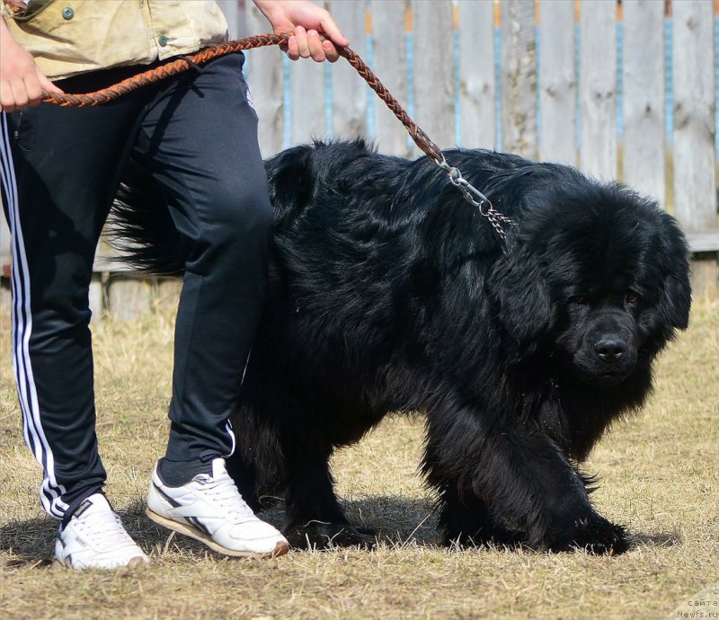 Фото: ньюфаундленд P'er Livi (Пьер Ливи)