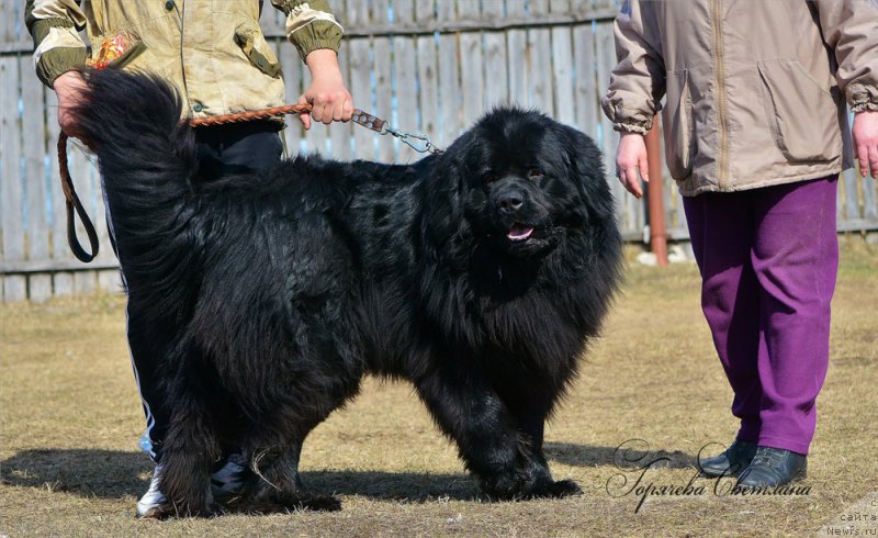 Фото: ньюфаундленд P'er Livi (Пьер Ливи)