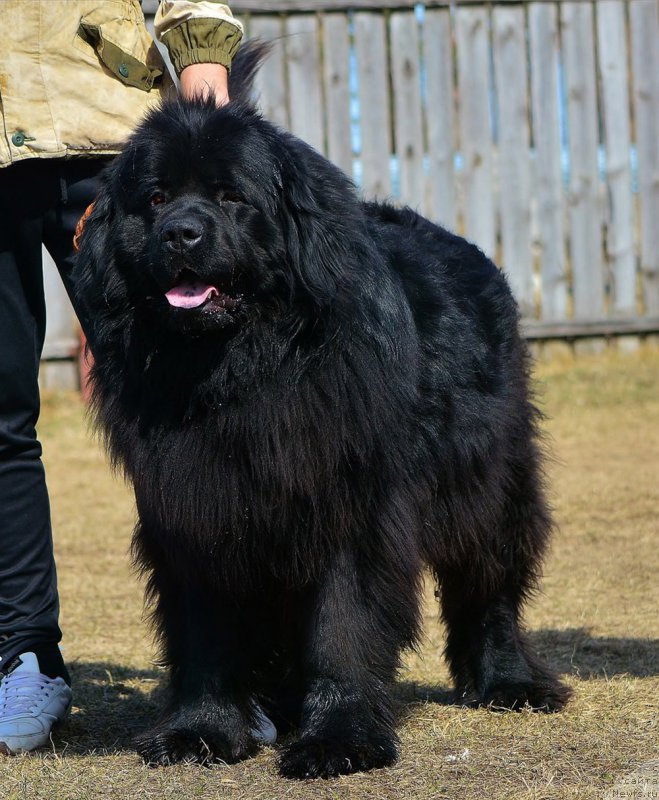 Фото: ньюфаундленд P'er Livi (Пьер Ливи)