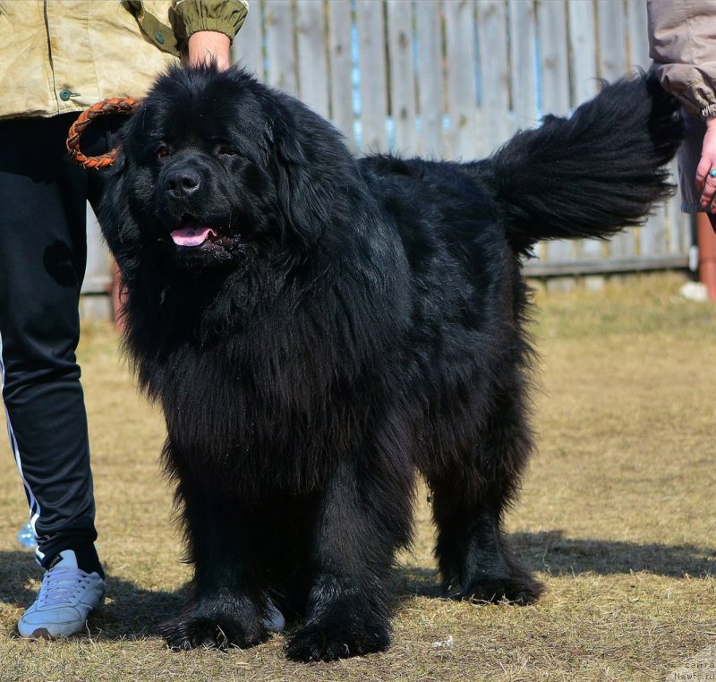 Фото: ньюфаундленд P'er Livi (Пьер Ливи)