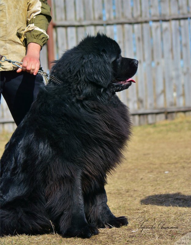 Фото: ньюфаундленд P'er Livi (Пьер Ливи)