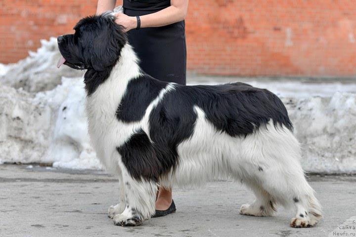 Фотография № 223467