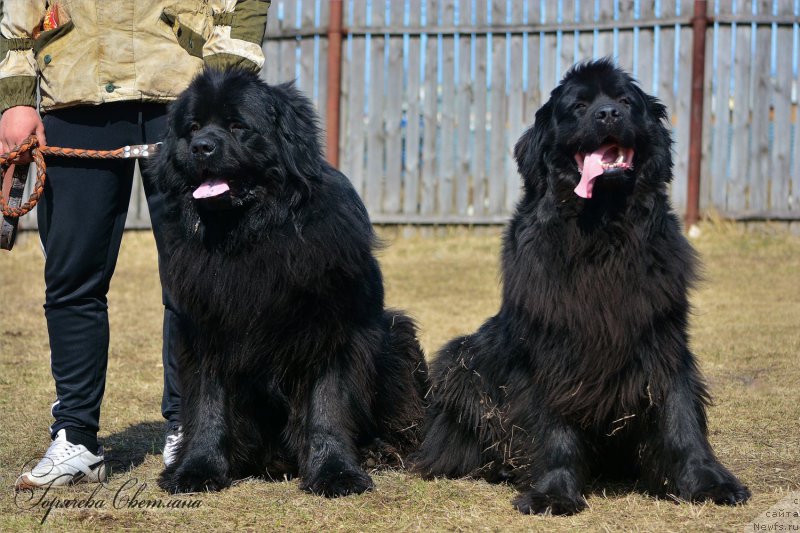 Фото: ньюфаундленд P'er Livi (Пьер Ливи), ньюфаундленд Russkaya Krasavica Nyura (Русская Красавица Нюра)